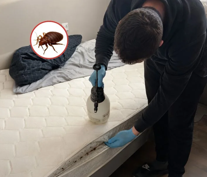 Technicien traitant un matelas contre les punaises de lit à Colombes